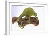 Meller's Chameleon-DLILLC-Framed Photographic Print