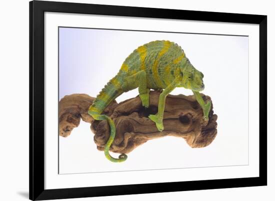 Meller's Chameleon-DLILLC-Framed Photographic Print