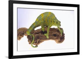 Meller's Chameleon-DLILLC-Framed Photographic Print