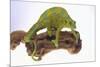 Meller's Chameleon-DLILLC-Mounted Photographic Print