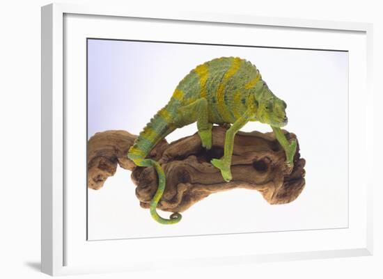 Meller's Chameleon-DLILLC-Framed Photographic Print