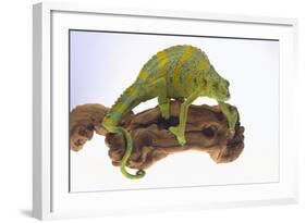 Meller's Chameleon-DLILLC-Framed Photographic Print