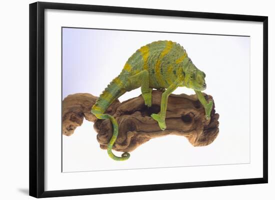 Meller's Chameleon-DLILLC-Framed Photographic Print