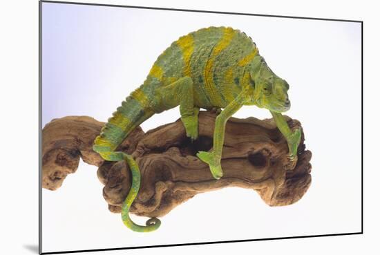 Meller's Chameleon-DLILLC-Mounted Photographic Print