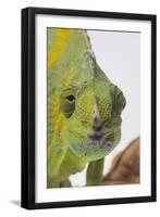 Meller's Chameleon-DLILLC-Framed Photographic Print