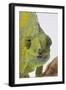 Meller's Chameleon-DLILLC-Framed Photographic Print