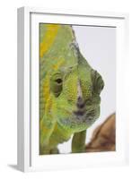 Meller's Chameleon-DLILLC-Framed Photographic Print