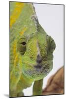 Meller's Chameleon-DLILLC-Mounted Photographic Print