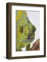 Meller's Chameleon-DLILLC-Framed Photographic Print