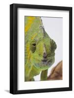 Meller's Chameleon-DLILLC-Framed Photographic Print