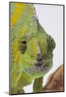 Meller's Chameleon-DLILLC-Mounted Photographic Print