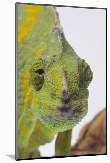 Meller's Chameleon-DLILLC-Mounted Photographic Print