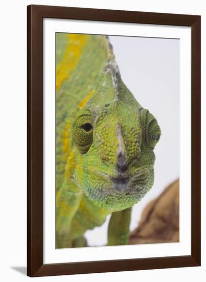 Meller's Chameleon-DLILLC-Framed Photographic Print