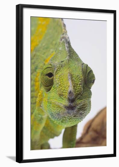 Meller's Chameleon-DLILLC-Framed Photographic Print