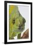 Meller's Chameleon-DLILLC-Framed Photographic Print