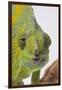 Meller's Chameleon-DLILLC-Framed Photographic Print