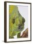 Meller's Chameleon-DLILLC-Framed Photographic Print