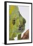 Meller's Chameleon-DLILLC-Framed Photographic Print