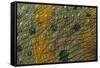 Meller'schameleon-DLILLC-Framed Stretched Canvas