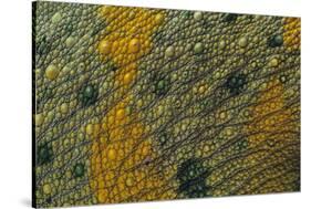 Meller'schameleon-DLILLC-Stretched Canvas