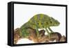 Meller'schameleon-DLILLC-Framed Stretched Canvas