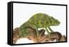 Meller'schameleon-DLILLC-Framed Stretched Canvas