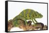 Meller'schameleon-DLILLC-Framed Stretched Canvas