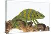 Meller'schameleon-DLILLC-Stretched Canvas