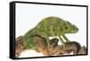 Meller'schameleon-DLILLC-Framed Stretched Canvas