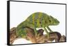 Meller'schameleon-DLILLC-Framed Stretched Canvas