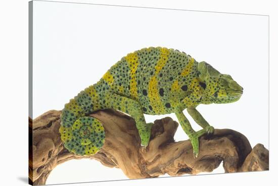 Meller'schameleon-DLILLC-Stretched Canvas