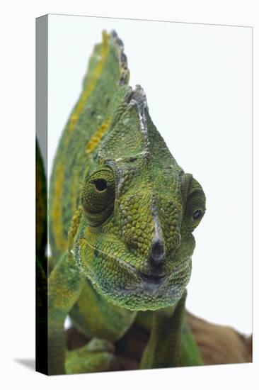 Meller'schameleon-DLILLC-Stretched Canvas