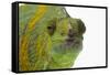 Meller'schameleon-DLILLC-Framed Stretched Canvas