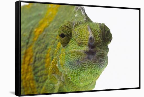 Meller'schameleon-DLILLC-Framed Stretched Canvas