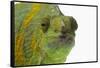 Meller'schameleon-DLILLC-Framed Stretched Canvas