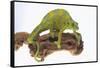 Meller'schameleon-DLILLC-Framed Stretched Canvas