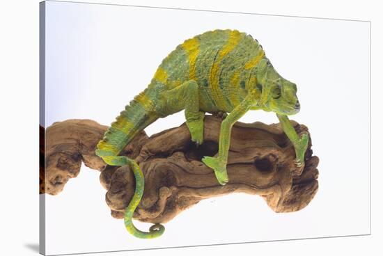 Meller'schameleon-DLILLC-Stretched Canvas