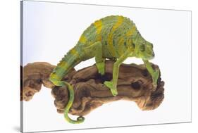 Meller'schameleon-DLILLC-Stretched Canvas