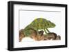 Meller'schameleon-DLILLC-Framed Premium Photographic Print