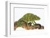 Meller'schameleon-DLILLC-Framed Premium Photographic Print