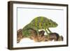 Meller'schameleon-DLILLC-Framed Photographic Print