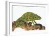 Meller'schameleon-DLILLC-Framed Photographic Print