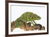 Meller'schameleon-DLILLC-Framed Photographic Print