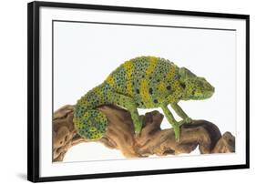 Meller'schameleon-DLILLC-Framed Photographic Print