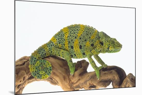 Meller'schameleon-DLILLC-Mounted Photographic Print