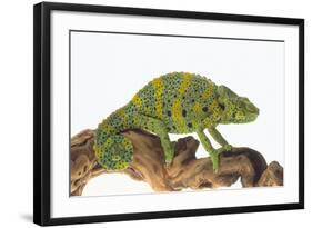 Meller'schameleon-DLILLC-Framed Photographic Print