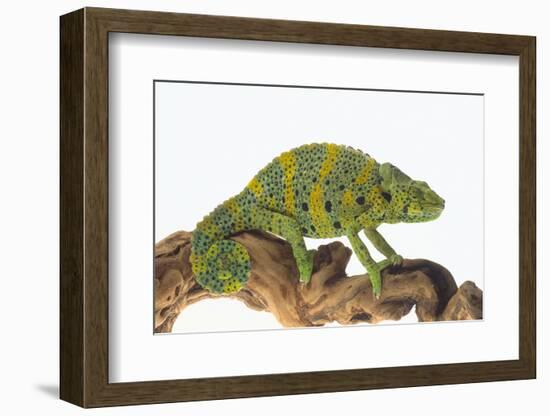 Meller'schameleon-DLILLC-Framed Photographic Print