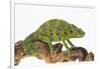 Meller'schameleon-DLILLC-Framed Photographic Print