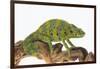 Meller'schameleon-DLILLC-Framed Photographic Print