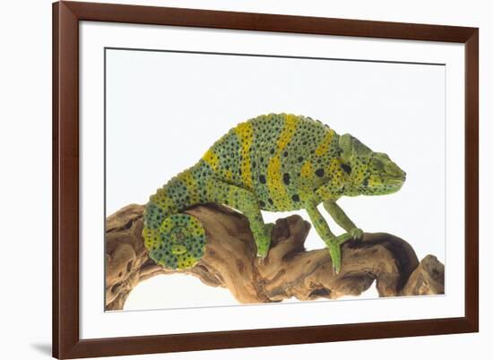 Meller'schameleon-DLILLC-Framed Photographic Print